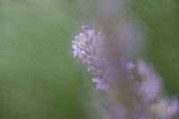 Lavendel in Ardeche