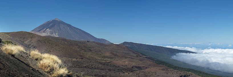 Genêt du Teide et Pico del Teide par Walter G. Allgöwer