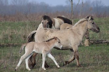 Konik Pferd mit Fohlen von John Kerkhofs