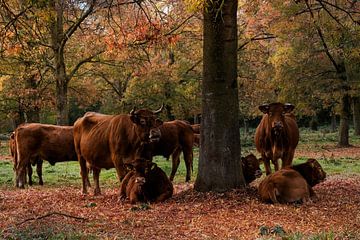 Koeien in de wei by Elly van Veen