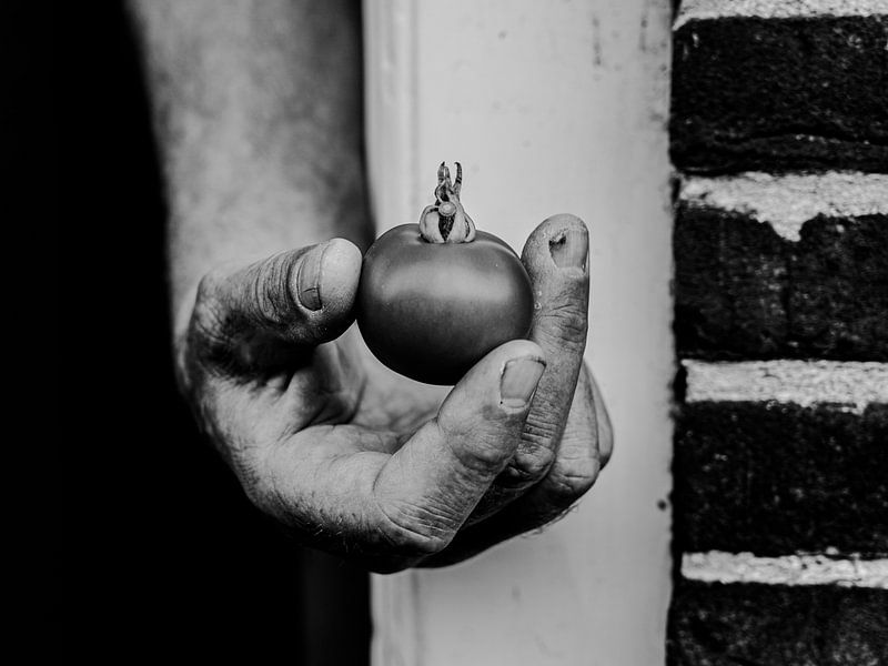 la tomate par tessapronkfotografie