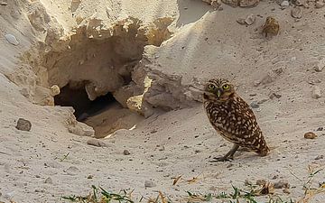 The shoco (Aruban burrowing owl) by Ruurd van der Meulen