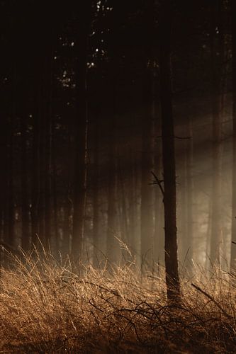 Zonsopkomst in het bos