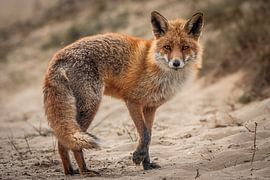 Nieuwsgierig vosje van Anique van der Kuil