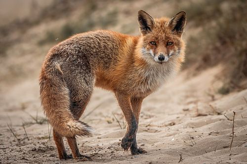 Nieuwsgierig vosje