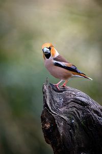 Appelvink