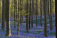 Hallerbos 2022