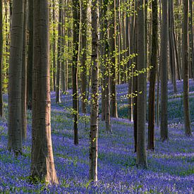 Hallerbos 2022 van Aspectus | Design en Realisatie