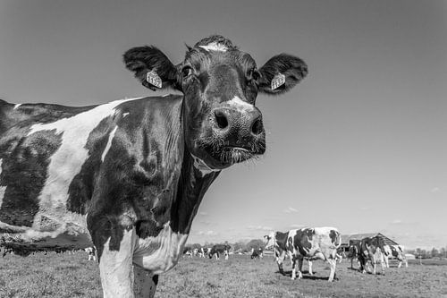 Koeien voor het eerst in de wei Zwart/Wit 2