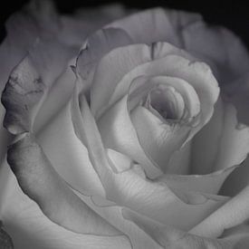 Weiße Rose von Groothuizen Foto Art