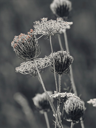 Plant architecture featuring rust-coloured seed heads by Max Steinwald