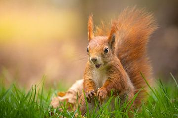 Startled squirrel! by Corné Ouwehand