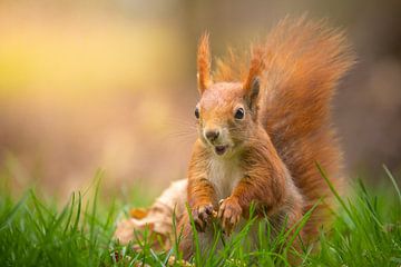 Verängstigtes Eichhörnchen! von Corné Ouwehand