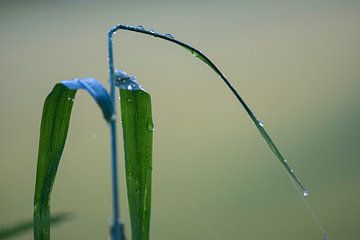 Druppels op blad  van Bart Houx