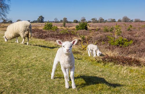 A lamb on the Drentse heath looks into the camera