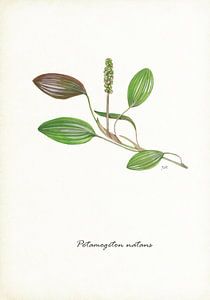 Herbe de fontaine flottante