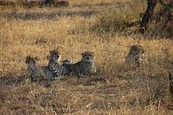 Luipaarden in het Krugerpark / Manyeleti  in Zuid-Afrika van Morena 68 thumbnail