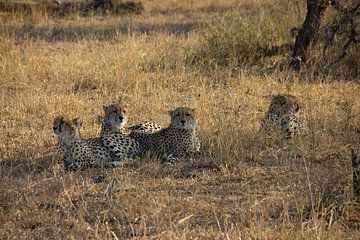 Luipaarden in het Krugerpark / Manyeleti  in Zuid-Afrika van Morena 68