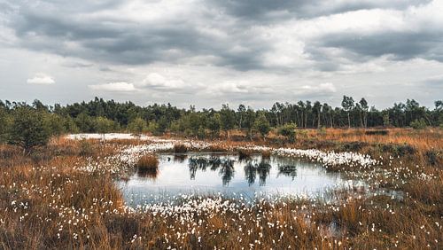 Veenpluis in Drenthe