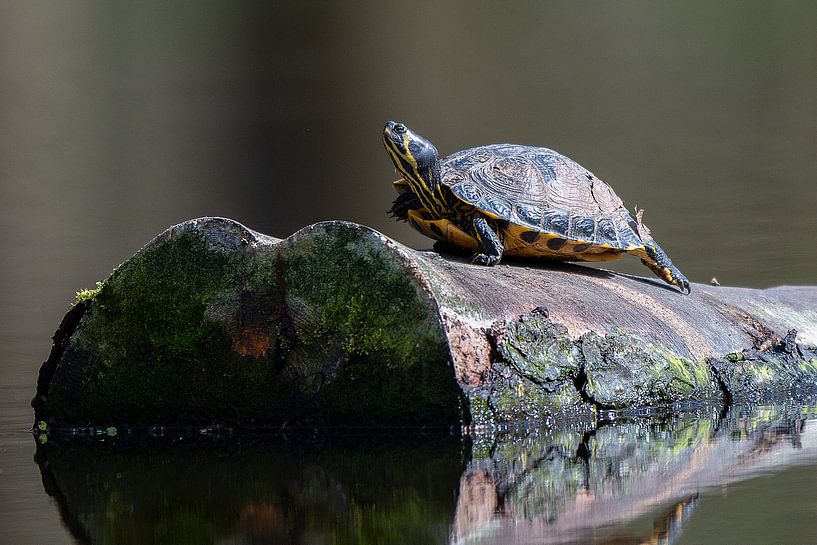 Schildpad op boomstronk van Dennis Bresser