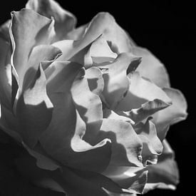 Zon in de roos - zwart- wit van Judith Snel