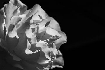 Zon in de roos - zwart- wit van Judith Snel