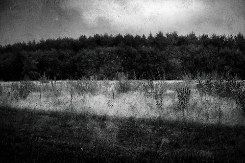 Trees of Expectation