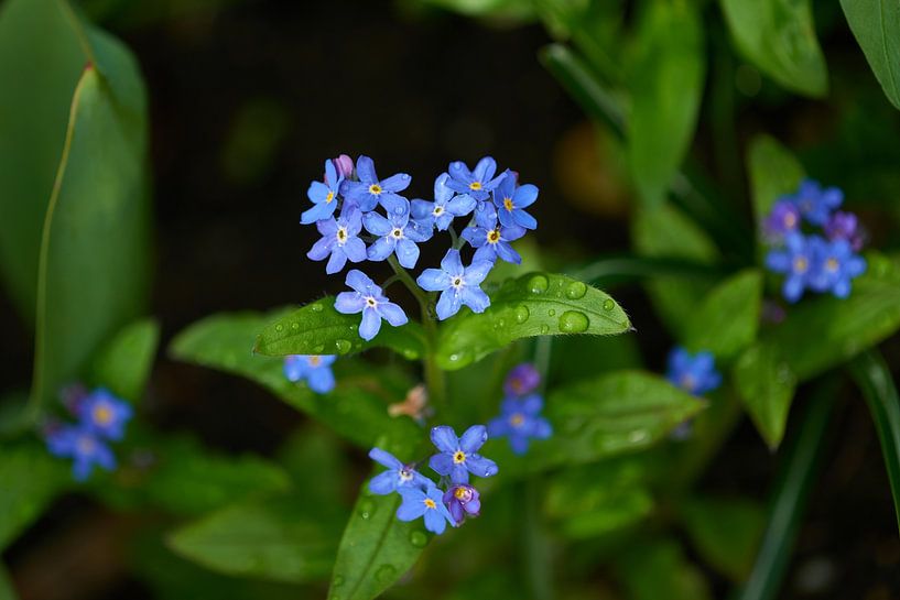 Forget-Me-Not by Karin Jähne