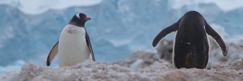 keurerde blikken van de buurman