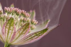 Natürliche Eleganz – Anmutiger weißer Rauch steigt aus der Blüte auf