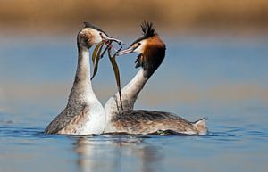 Love birds
