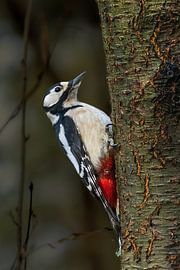 Grote bonte specht van Marieke Deinum