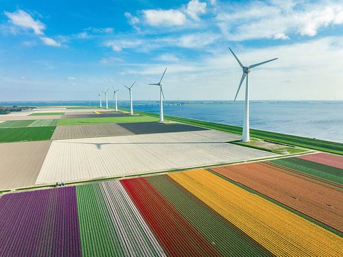 Tulpen in akkers in het voorjaar met windturbines in de achtergrond