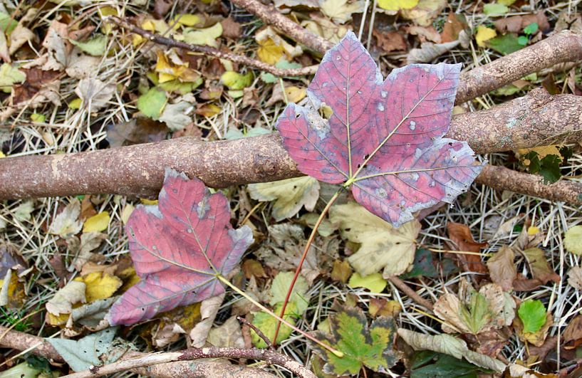 Het is herfst! Prachtig verkleurde bladeren van Wendy Hilberath
