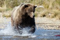 Grizzly bear by Menno Schaefer thumbnail