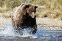 Grizzly bear