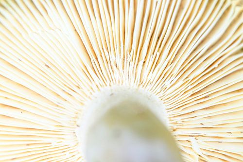 Fungus Gilled cluse up