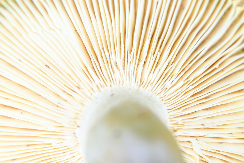 Fungus Gilled cluse up by Sjoerd van der Wal Photography