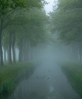 Misty Morning