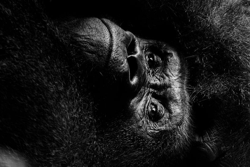 Dreaming by Johan Lissens Photography