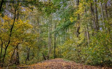 Het bospad van Ellen Weidenaar