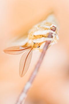 Seltener geflammter Schmetterling von Danny Slijfer Natuurfotografie