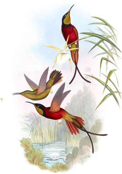 Crimson Topaz, John Gould by Hummingbirds