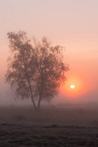 Strabrechtse Heide 266