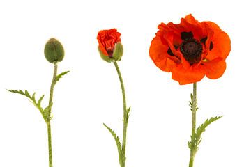 Klaproos in bloei van Elles Rijsdijk