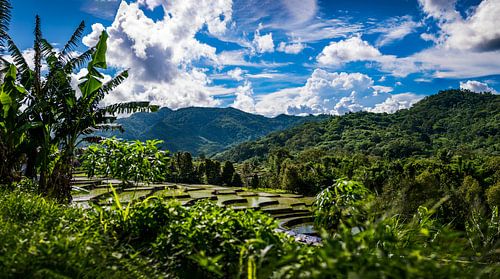 Rijstveld Indonesie, ricefields Indonesia van Corrine Ponsen