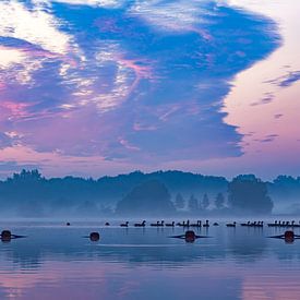 Swarming geese at dawn by 2BHAPPY4EVER photography & art