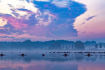 Zwemmende ganzen bij het ochtendgloren