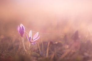 Crocus dans la lumière du soir