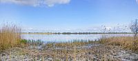 Oostvaardersplassen on a sunny day